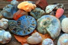 Coquilles à fossile d'ammonite