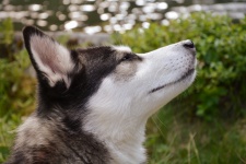 Porträt eines sibirischen Huskys