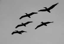 Silhouetted Pelicans