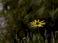 Jeden žlutý Daisy Wildflower
