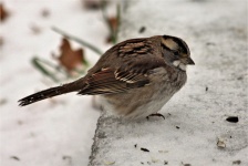 Song Sparrow nella neve