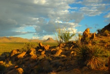 Sonoran sivatag
