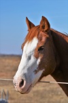 Sorrel Horse Portrait