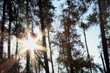 Sole attraverso gli alberi