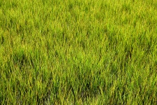 Bažina trávy