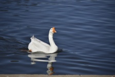Лебединое гусь на Голубом озере