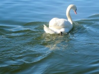 Cisne de natação
