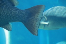 Tail of fish in aquarium