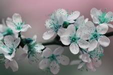 Teal Spring Blossom