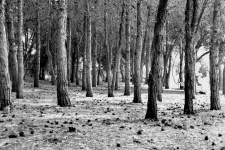 The woods in black and white