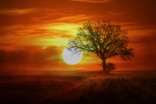 Träd vid solnedgången