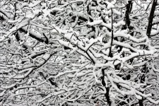 Tree Branches in Snow Abstract