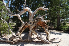 Kořen stromu vysušený