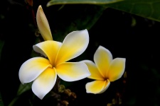 Tropisk blomma