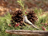 Tufted Titmouse a Pine Cones