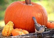 Tufted Titmouse and Pumpkins