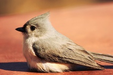 Tufted Titmouse Close-up 2