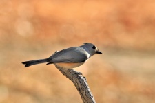 Tufted Titmouse On Branch