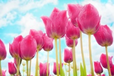 Fiori di tulipani rosa
