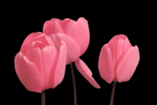Tulipany Różowe