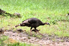 Turkey Hen And Babies Walking