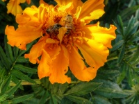 Deux abeilles sur une fleur