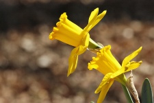 Two Daffodils In Spring