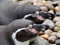 Dwa odpoczynku pingwiny