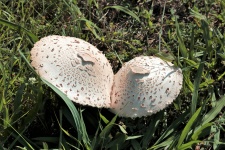 Dvě bílé houby Amanita