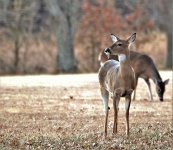 Twee White-tail Deer achtergrond