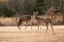Two White-tail Doe in Winter
