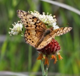 Variegated Fritillary Butterfly 2