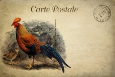 Vintage Postcard French Rooster
