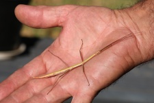Walking Stick Bug on Man's Hand