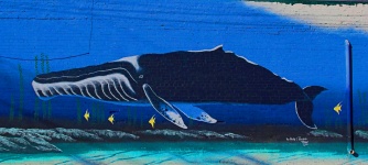 鲸鱼艺术
