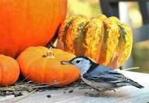 White-breasted Nuthatch and Pumpkin