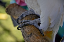 White Cockatoo Feet Closeup