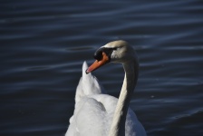 White Swan Face Closeup