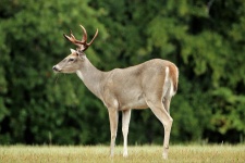 White-ogon Buck Deer Close-up