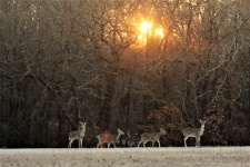 Bílo-ocas jelena u východu slunce