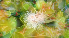 Wild Berry Blume Bokeh