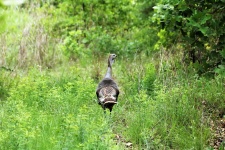 Wild Turkey Hen Leading the Way