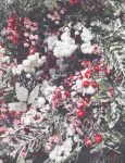 Winter Holly background