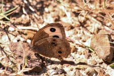 Motyl Nymph Motyl na Ziemi