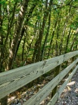 Wood rail fence bordering a forest