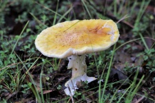 Žlutá houba amanita v trávě