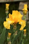 Iris e borboletas com barba amarela