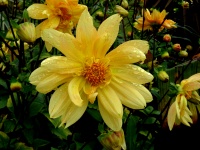 Fleur jaune avec des gouttes de pluie