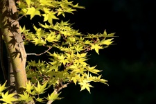 Foglie di acero giallo in autunno
