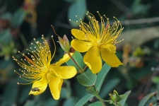 Yellow hypericum flower